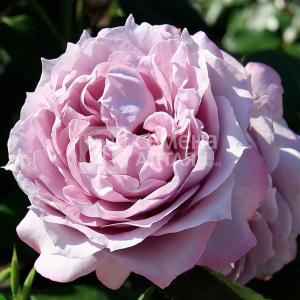 Роза Новалис 1шт чайно-гибридная (Сем Алт)