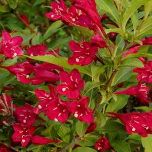 Вейгела Ред Принц v2 Lav