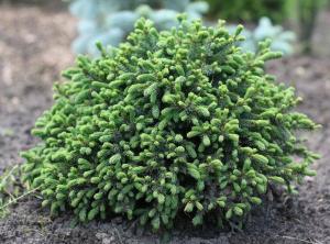 Скриншот 21-04-2026 113426