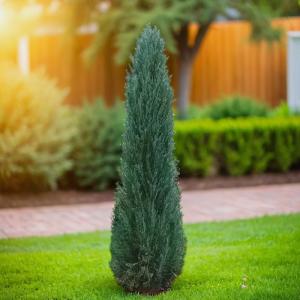 Можжевельник скальный Блю Эрроу C 7,5 100-120 1