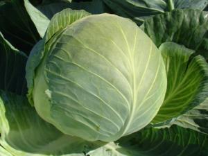 Капуста б-к Бригадир F1 10шт (Престиж)