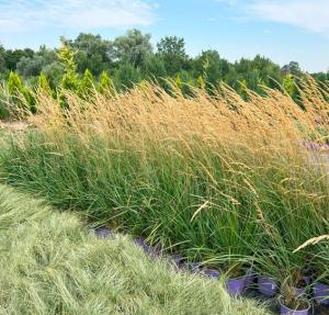 Скриншот 22-05-2025 083746