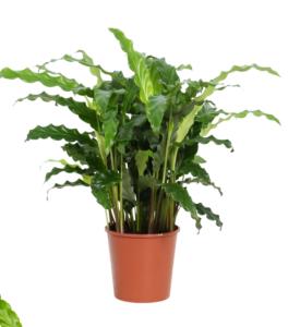 Калатея Блю Грасс  С12 H40