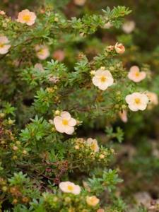 Лапчатка кустарниковая (Potentilla fruticosa Daydawn) C2 Н20 - 30