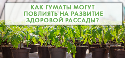 Как гуматы могут повлиять на всхожесть семян, энергию роста и развитие сильной здоровой рассады?