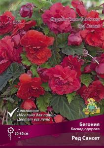 Бегония Каскад одороса Ред Сансет