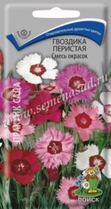Гвоздика перистая Смесь окрасок (ЦВ) (