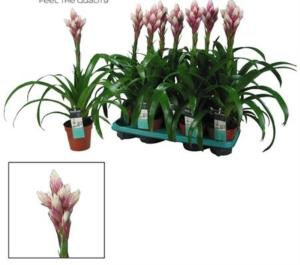 Гузмания Кенди С13 Н55 Гузмания Кенди С13 Н55