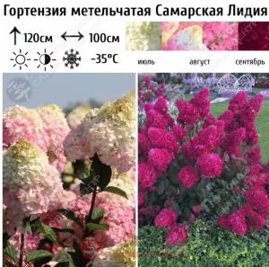 Гортензия метельчатая Самарская Лидия С7,5 ГлХ
