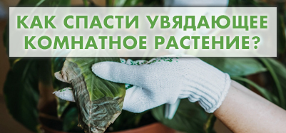 Как спасти увядающее комнатное растение?