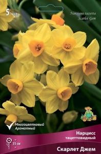 Нарцисс Тацеттовидный Скарлет Джем (золотистый с тёмно-оранжевой коронкой,ароматный, 5шт, 12-14)