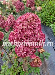 Гортензия метельчатая Фрамбозин (Питомник Грезневых)
