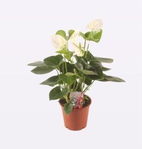 Антуриум андреанум Ариса Сноу 4+ С12 H40