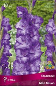 Гладиолус Мав Мьюз