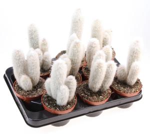 Аустроцефалоцерей Дыбовский С10,5 Н15