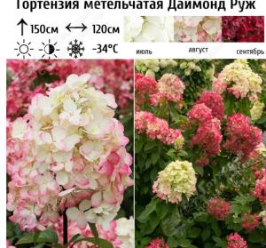 Гортензия метельчатая Даймонд Руж С3 ГлХ