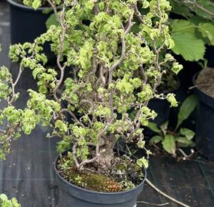 Скриншот 21-04-2026 144930