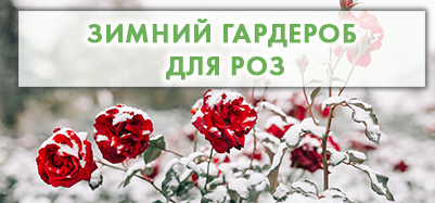 Зимний гардероб для роз: укрытие и утепление уличных и балконных роз