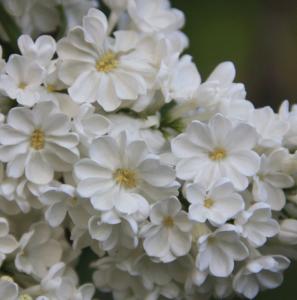 Сирень обыкновенная Рочестер с3 (Никитенко)