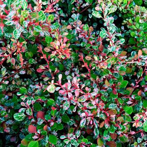 Барбарис тунберга Наташа C 3 20-30 1