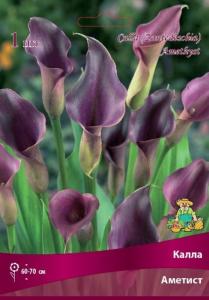 Калла Аметист 1шт 14-16