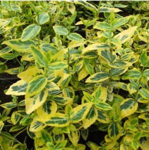 Бересклет Форчуна Эмералд Голд (С2)