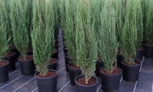 Можжевельник скальный Скайрокет С3 (ГРС)