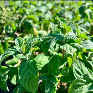 Мята Драконий фрукт Лары (Лавандовая ферма)