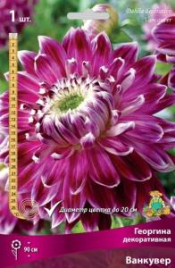 Георгина декоративная Ванкувер