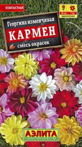 Георгина Кармен, смесь окрасок (Аэлита)