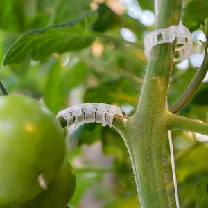 Держатель кисти ТОМАТОВ (25шт.)-200-Listok