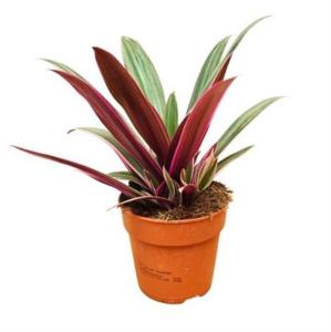 Традесканция Обыкновенная Ситара 12см