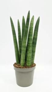 Сансевиерия цилиндрическая Стрэйт, пал. (D-9)