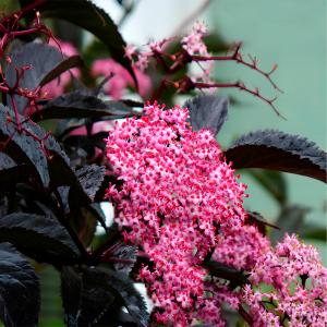 Бузина черная Блэк Бьюти C5 1