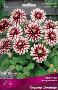 Георгина Сидлер Штольце1шт.