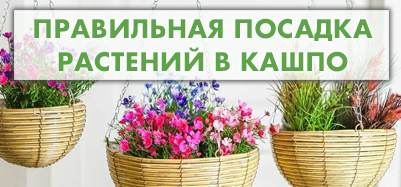 Правильная посадка растений в кашпо