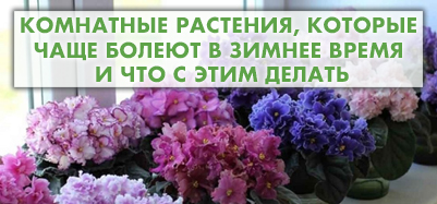 Комнатные растения, которые чаще болеют в зимнее время и как им помочь?