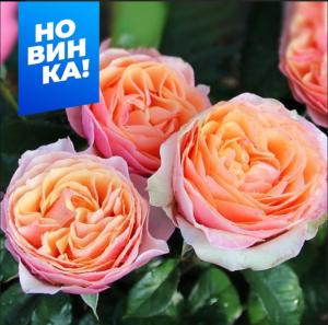 Роза Эдит 1шт чайно-гибридная (Сем Алт)