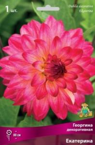 Георгина декоративная Екатерина 1шт (80см, розово-вишневый, I)