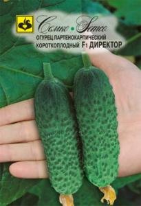 Огурец Директор F1 Семко