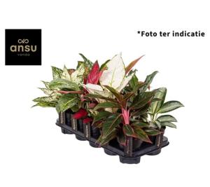 Аглаонема Эксклюзив микс 12см Аглаонема Эксклюзив микс 12см