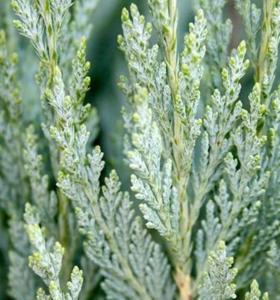 Можжевельник скальный Монглоу (Juniperus scop. Moonglow С3)