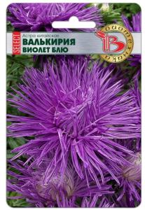 Астра Валькирия селект Виолет Блю китайская 30шт Одн 70см (Биотехника)