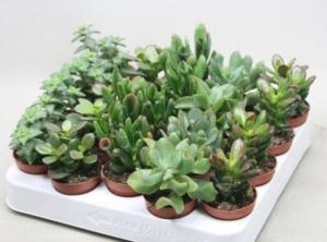 Крассула Микс, (D-5)