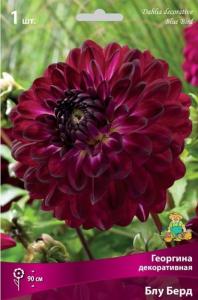 Георгина декоративная Блу Берд (тёмно-вишневый, 1шт, I)