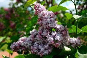 Сирень обыкновенная Московский университет с3