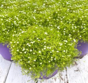 Мшанка шиловидная Лайм Мосс (Лавандовая ферма)