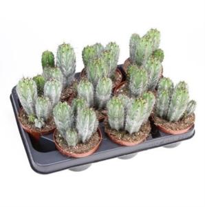 Кактус Полаския Чичипе С10 Н15