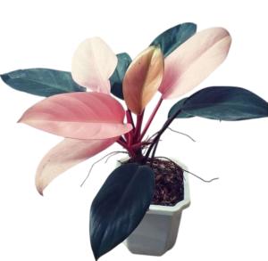 Филодендрон Пинк Конго, пал. (D-12)