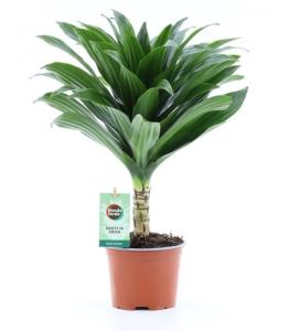 Драцена Джанет Крейг Compacta On Stem	12см